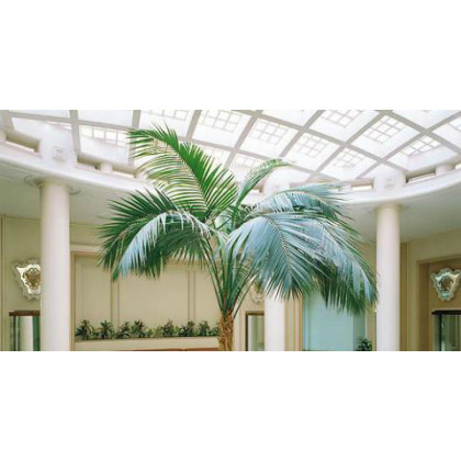 Palm Care